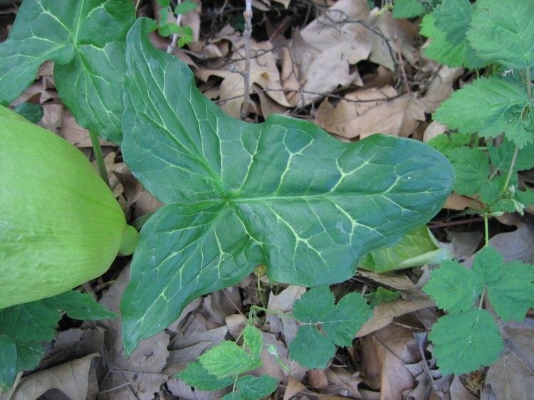 Arum italicum